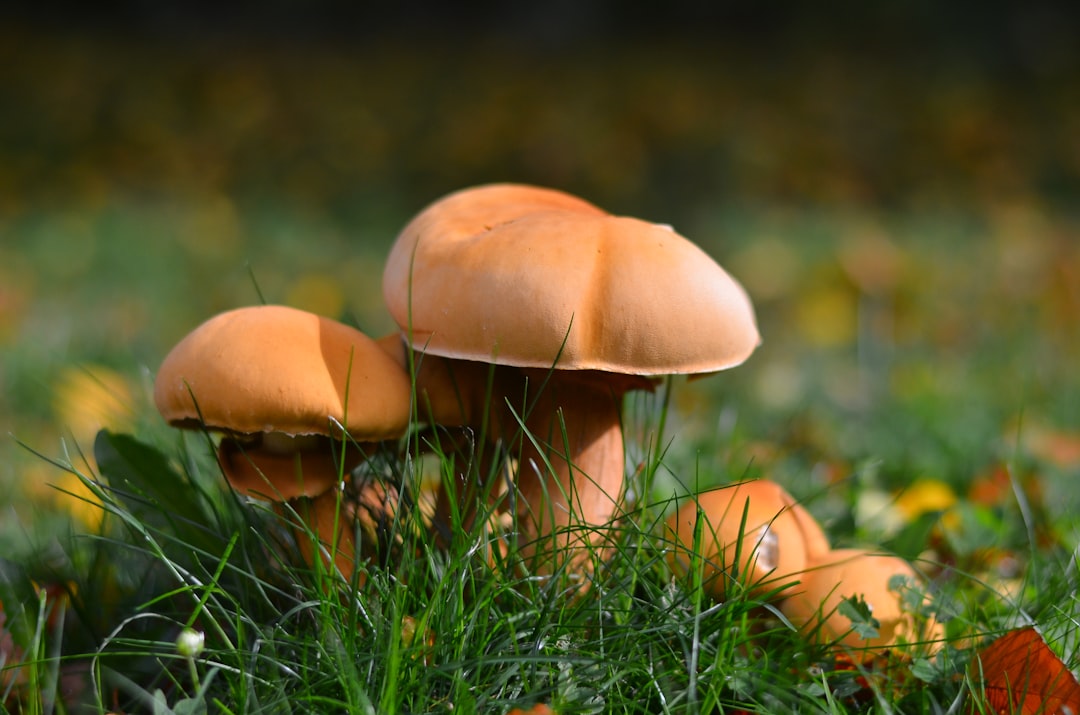 Photo Mushrooms, Fungi